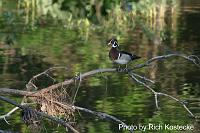 Wood Duck 